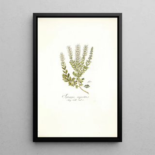 Nikolaus Joseph Freiherr von Jacquin - Satureja rupestris.webp