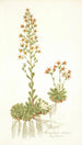 Saxifraga mutata - Nikolaus Joseph Freiherr von Jacquin — vista de la obra