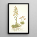 Saxifraga mutata - Nikolaus Joseph Freiherr von Jacquin — cuadro enmarcado en la pared