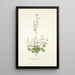 Saxifraga petaea - Nikolaus Joseph Freiherr von Jacquin | Cuadro — cuadro enmarcado en la pared
