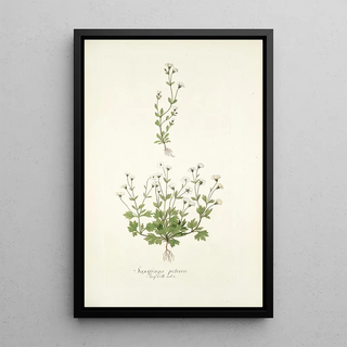 Nikolaus Joseph Freiherr von Jacquin - Saxifraga petaea.webp