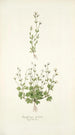 Saxifraga petaea - Nikolaus Joseph Freiherr von Jacquin | Cuadro — vista de la obra