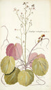 Saxifraga stolonifera - Nikolaus Joseph Freiherr von Jacquin — vista de la obra