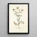 Scabiosa monspeliensis - Nikolaus Joseph Freiherr von Jacquin — cuadro enmarcado en la pared