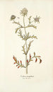 Scabiosa monspeliensis - Nikolaus Joseph Freiherr von Jacquin — vista de la obra