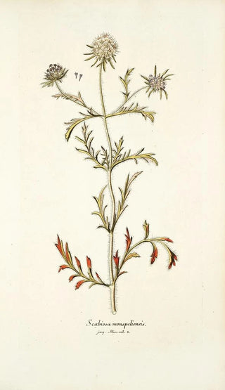 Nikolaus Joseph Freiherr von Jacquin - Scabiosa monspeliensis.webp