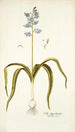 Scilla hyacinthoides - Nikolaus Joseph Freiherr von Jacquin — vista de la obra