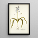 Scilla hyacinthoides - Nikolaus Joseph Freiherr von Jacquin — cuadro enmarcado en la pared