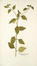 Sclerocarpus africanus - Nikolaus Joseph Freiherr von Jacquin — vista de la obra