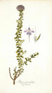 Selago fasciculata - Nikolaus Joseph Freiherr von Jacquin — artwork view