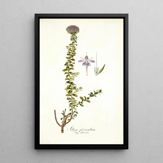 Nikolaus Joseph Freiherr von Jacquin - Selago fasciculata.webp