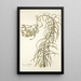Senecio graminifolius - Nikolaus Joseph Freiherr von Jacquin — cuadro enmarcado en la pared