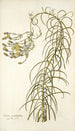 Senecio graminifolius - Nikolaus Joseph Freiherr von Jacquin — vista de la obra