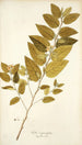 Sida carpinifolia - Nikolaus Joseph Freiherr von Jacquin — vista de la obra