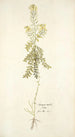 Sinapis millefolia - Nikolaus Joseph Freiherr von Jacquin — artwork view