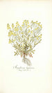 Sisymbrium lippizense - Nikolaus Joseph Freiherr von Jacquin — vista de la obra