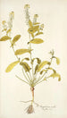Sisymbrium molle - Nikolaus Joseph Freiherr von Jacquin — vista de la obra