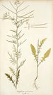 Sisymbrium pannonicum - Nikolaus Joseph Freiherr von Jacquin — vista de la obra