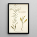 Sisymbrium pannonicum - Nikolaus Joseph Freiherr von Jacquin — cuadro enmarcado en la pared