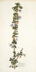 Solanum aggregatum - Nikolaus Joseph Freiherr von Jacquin — vista de la obra
