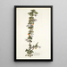 Solanum aggregatum - Nikolaus Joseph Freiherr von Jacquin — cuadro enmarcado en la pared