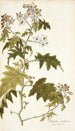 Solanum carolinense - Nikolaus Joseph Freiherr von Jacquin — vista de la obra