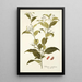 Solanum corymbosum - Nikolaus Joseph Freiherr von Jacquin — cuadro enmarcado en la pared