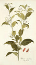 Solanum corymbosum - Nikolaus Joseph Freiherr von Jacquin — vista de la obra