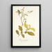 Solanum diphyllum - Nikolaus Joseph Freiherr von Jacquin — cuadro enmarcado en la pared