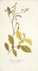Solanum diphyllum - Nikolaus Joseph Freiherr von Jacquin — vista de la obra