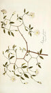 Solanum fugax - Nikolaus Joseph Freiherr von Jacquin — vista de la obra
