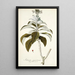 Solanum giganteum - Nikolaus Joseph Freiherr von Jacquin — cuadro enmarcado en la pared