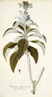 Solanum giganteum - Nikolaus Joseph Freiherr von Jacquin — vista de la obra