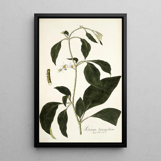 Nikolaus Joseph Freiherr von Jacquin - Solanum lanceaefolium.webp