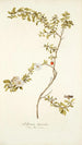 Solanum lycioides - Nikolaus Joseph Freiherr von Jacquin — vista de la obra