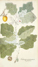 Solanum marginatum - Nikolaus Joseph Freiherr von Jacquin — vista de la obra