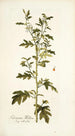Solanum milleri - Nikolaus Joseph Freiherr von Jacquin | Cuadro — vista de la obra