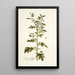 Solanum milleri - Nikolaus Joseph Freiherr von Jacquin | Cuadro — cuadro enmarcado en la pared