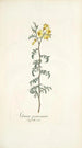 Solanum peruvianum - Nikolaus Joseph Freiherr von Jacquin — artwork view