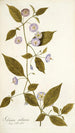 Solanum stellatum - Nikolaus Joseph Freiherr von Jacquin — vista de la obra