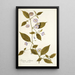 Solanum stellatum - Nikolaus Joseph Freiherr von Jacquin — cuadro enmarcado en la pared