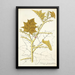 Solanum stramonifolium - Nikolaus Joseph Freiherr von Jacquin — framed artwork on a wall