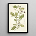 Solanum virginianum - Nikolaus Joseph Freiherr von Jacquin — cuadro enmarcado en la pared