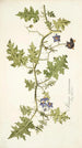 Solanum virginianum - Nikolaus Joseph Freiherr von Jacquin — vista de la obra