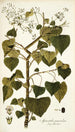 Spananthe paniculata - Nikolaus Joseph Freiherr von Jacquin — artwork view