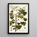 Spananthe paniculata - Nikolaus Joseph Freiherr von Jacquin — framed artwork on a wall