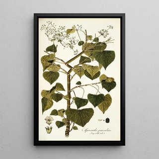 Nikolaus Joseph Freiherr von Jacquin - Spananthe paniculata.webp