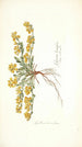 Spartium decumbens - Nikolaus Joseph Freiherr von Jacquin — vista de la obra