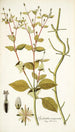 Spilanthus exasperata - Nikolaus Joseph Freiherr von Jacquin — vista de la obra
