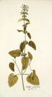 Stachys canariensis - Nikolaus Joseph Freiherr von Jacquin — vista de la obra